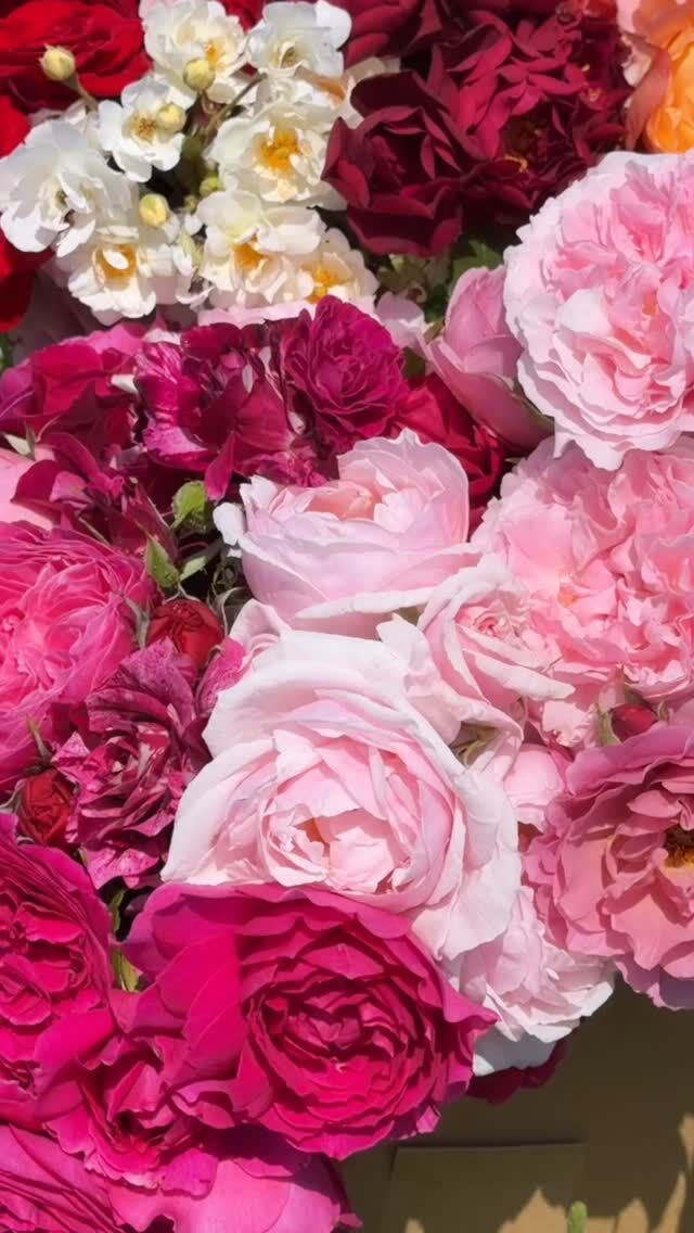 デンティベス Dainty Bess ｜ ピーキャットローズショップ